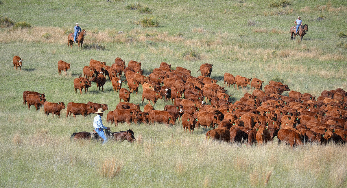 Cattle with Producers in an open field