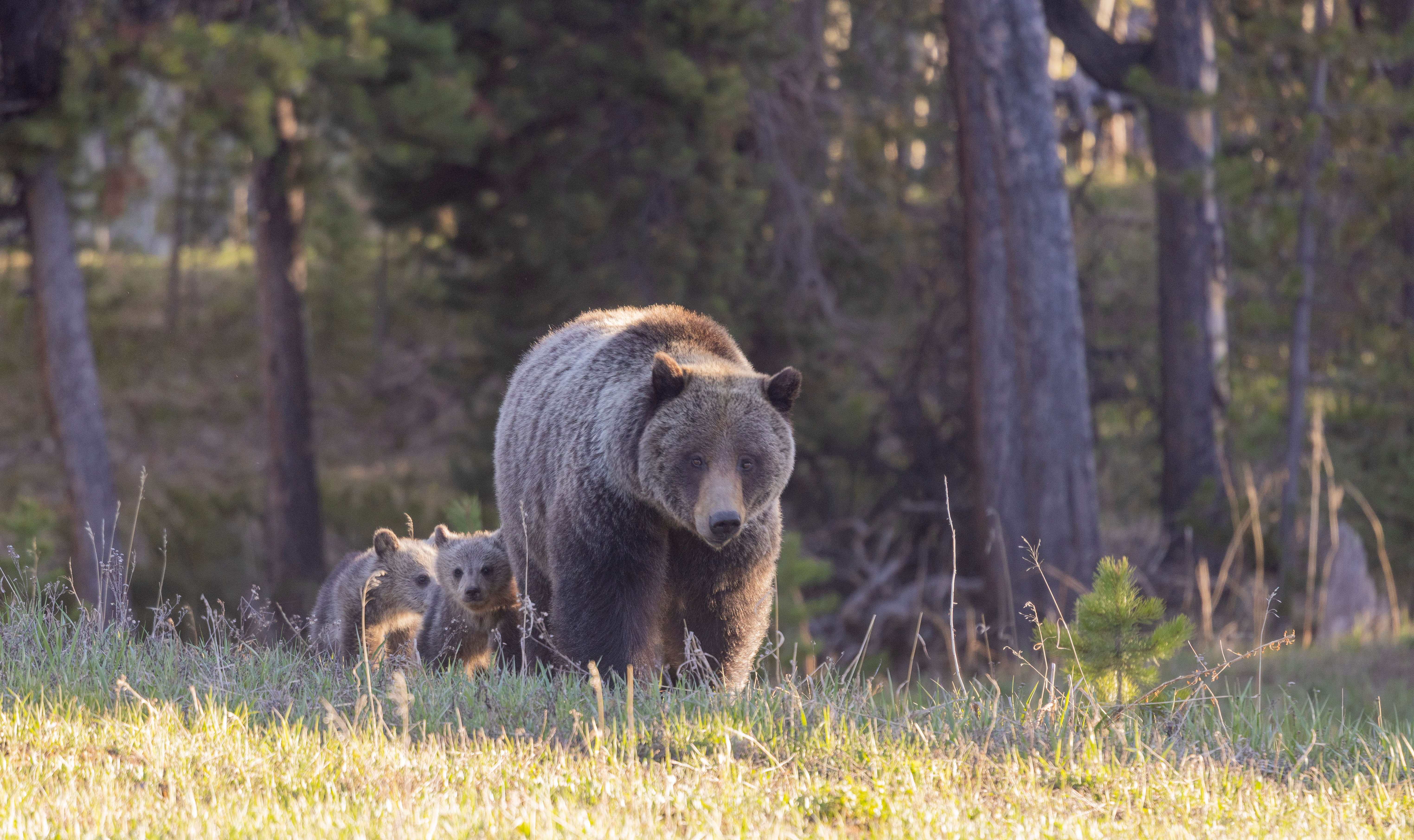 Ranchers Encouraged by Grizzly Bear Management Returning to States