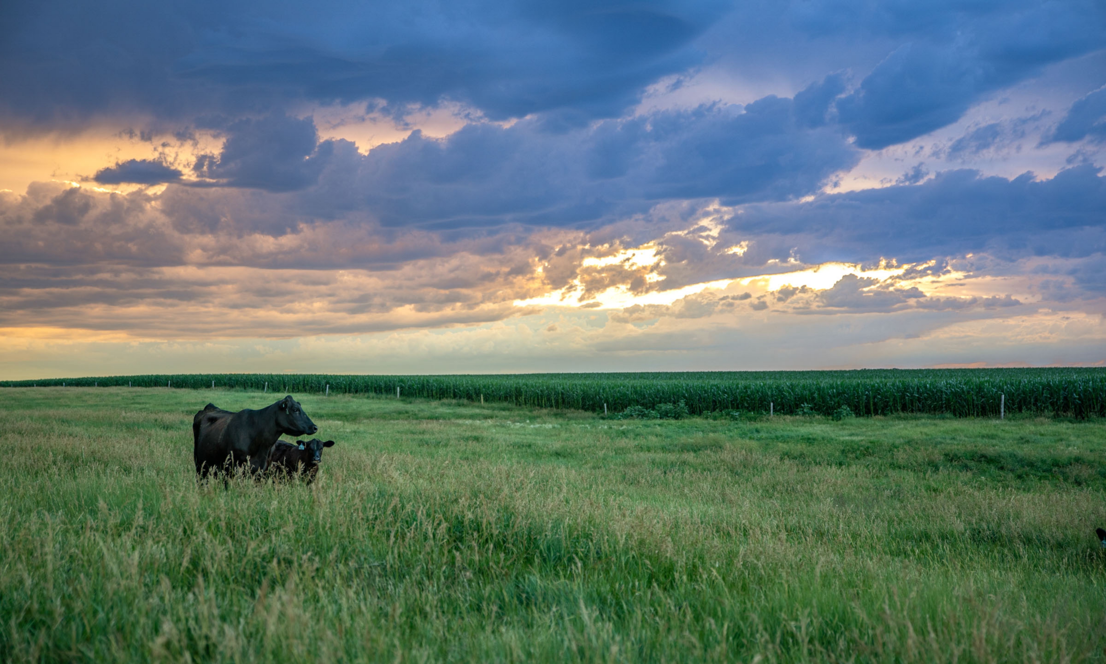 two angus in field gazing at sunset