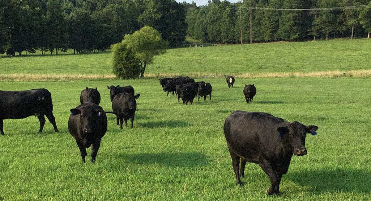 Black cattle in a green field